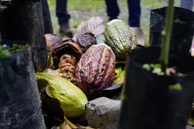 A través de convocatoria, pequeños cacaocultores de Santander se fortalecerán en prevención de cultivos ilícitos