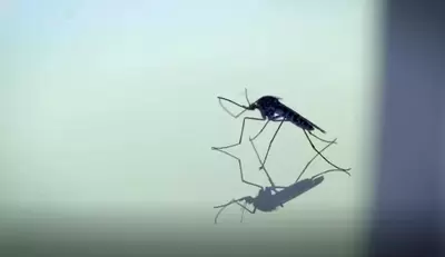 Alerta por brote de dengue en Santander: casos aumentaron en un 302%