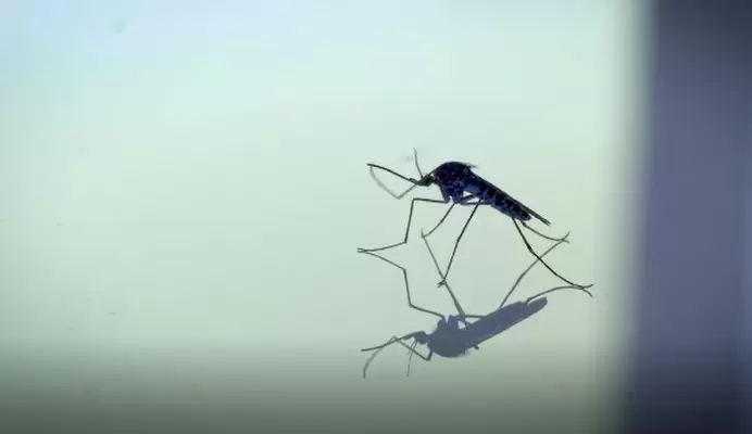 Más de cuatro mil criaderos del vector transmisor del dengue han sido eliminados en Santander